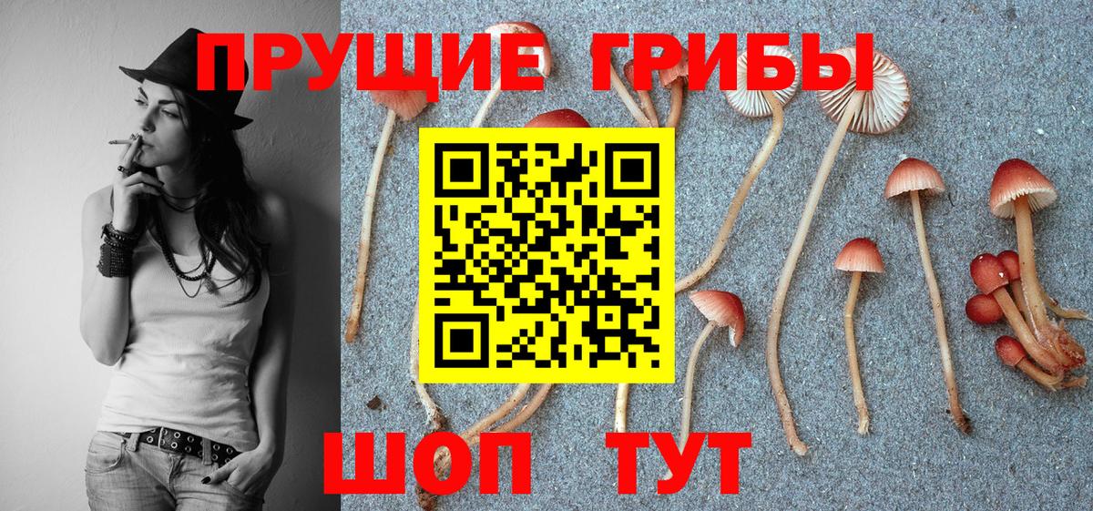 купить закладку  Галлюциногенные грибы Psilocybine cubensis  Вход с VPN  Галлюциногенные грибы GOLDEN TEACHER  Майкоп 